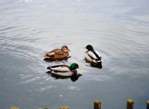 Rațe pe apă (foto Kamil S. / Unsplash)