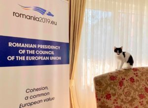 Pisică la ambasadă. Foto: Facebook