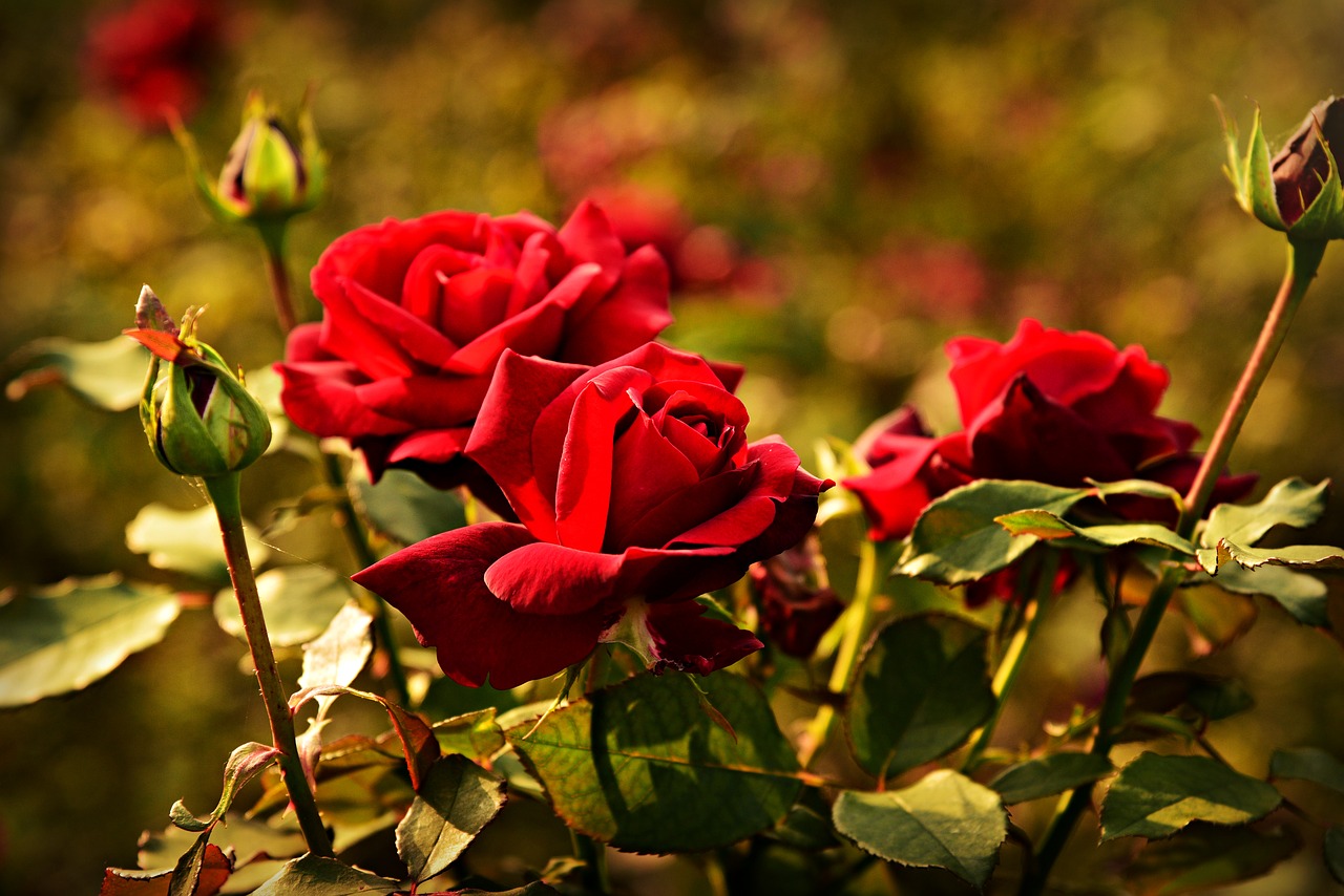 Trandafiri roșii